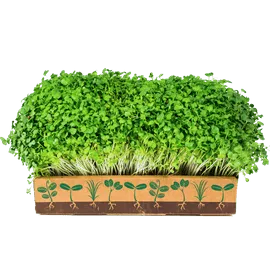 Micro Greens Micro Greens