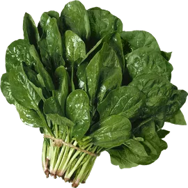 Green Leaves Green Leaves