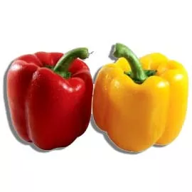 Capsicum Yellow