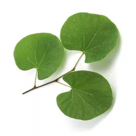 Green Giloy Leaves