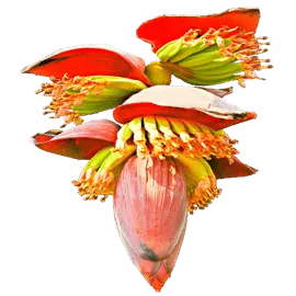 Banana Flower