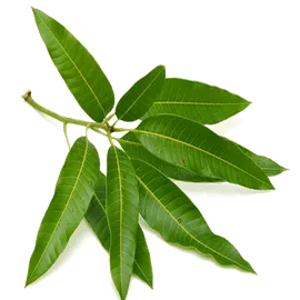 Mango Leaves