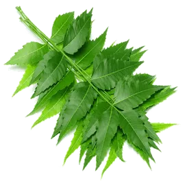 Neem Leaves