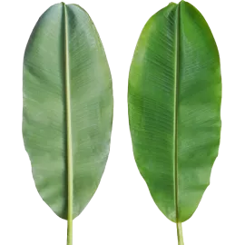 Banana Leaves