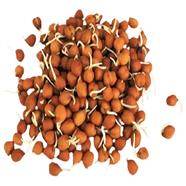 Vegetables