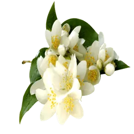 Mogra Flowers