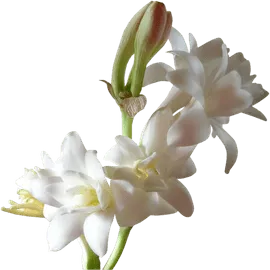 White Tuberose (Rajnigandha Flowers)