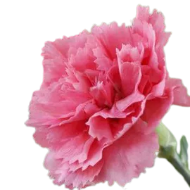 Pink Carnation Flower