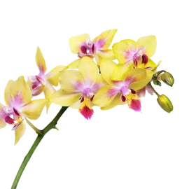 Orchids Flowers