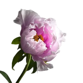Peony Flowers