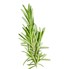 Rosemary Rosemary