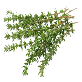 Thyme Thyme