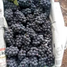 Black Grapes