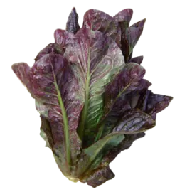 Red Lettuce Red Lettuce
